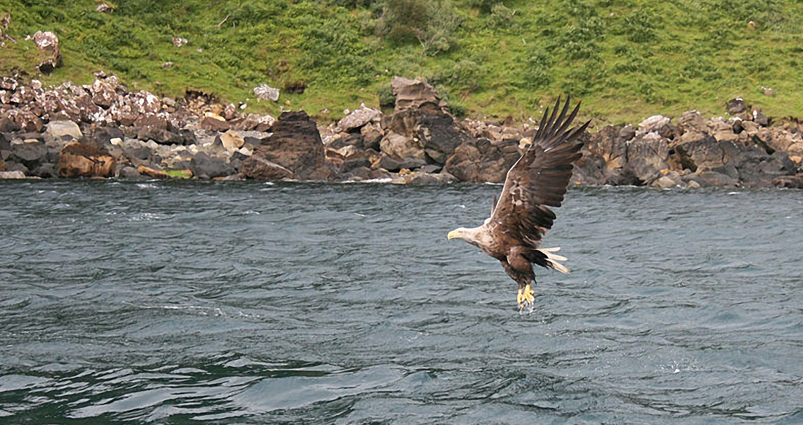 White-tailed Eagle in Flight