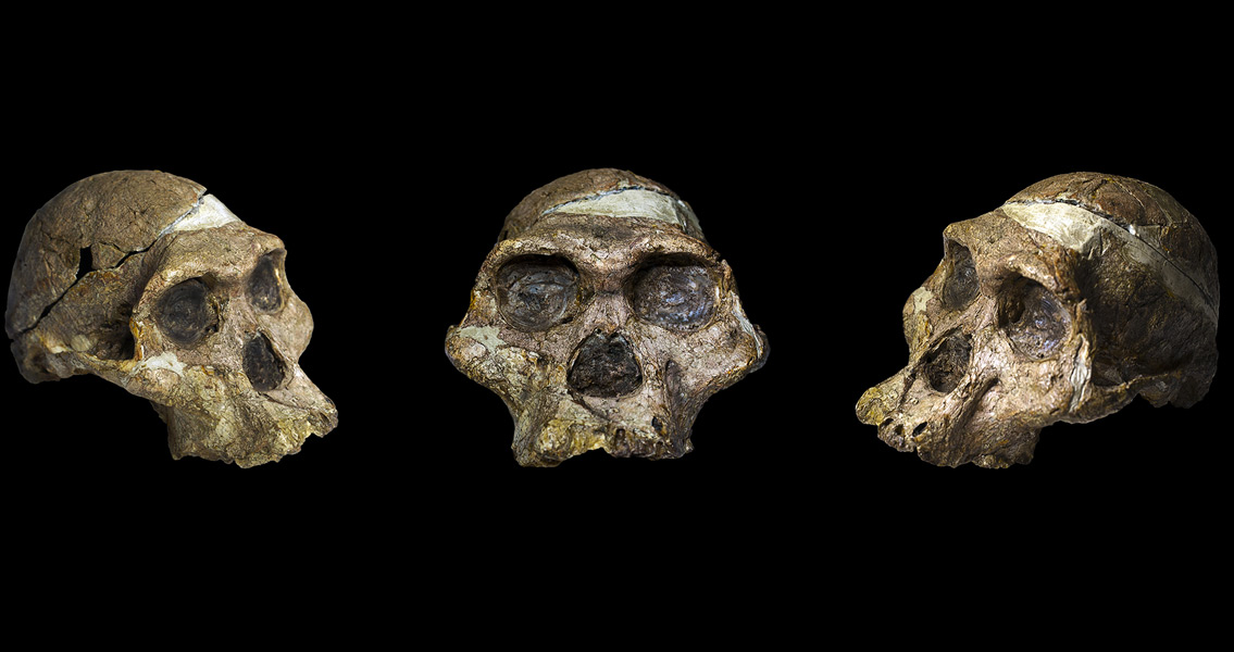 Australopithecus Skull