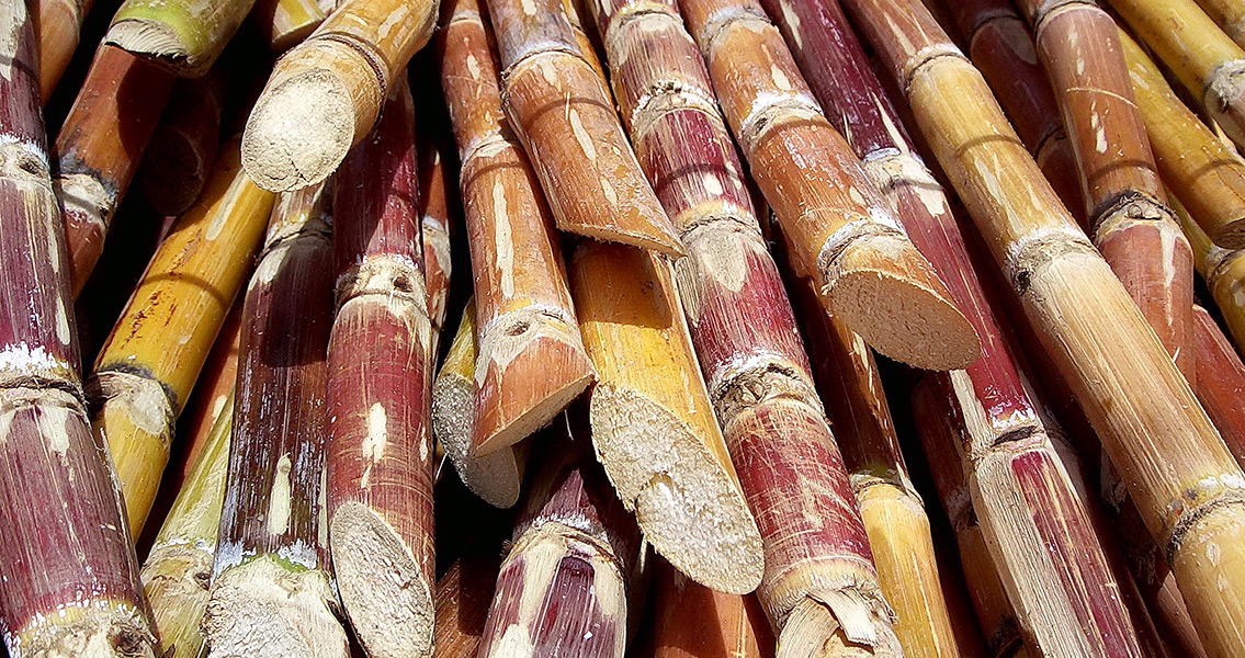 Cut Sugarcane