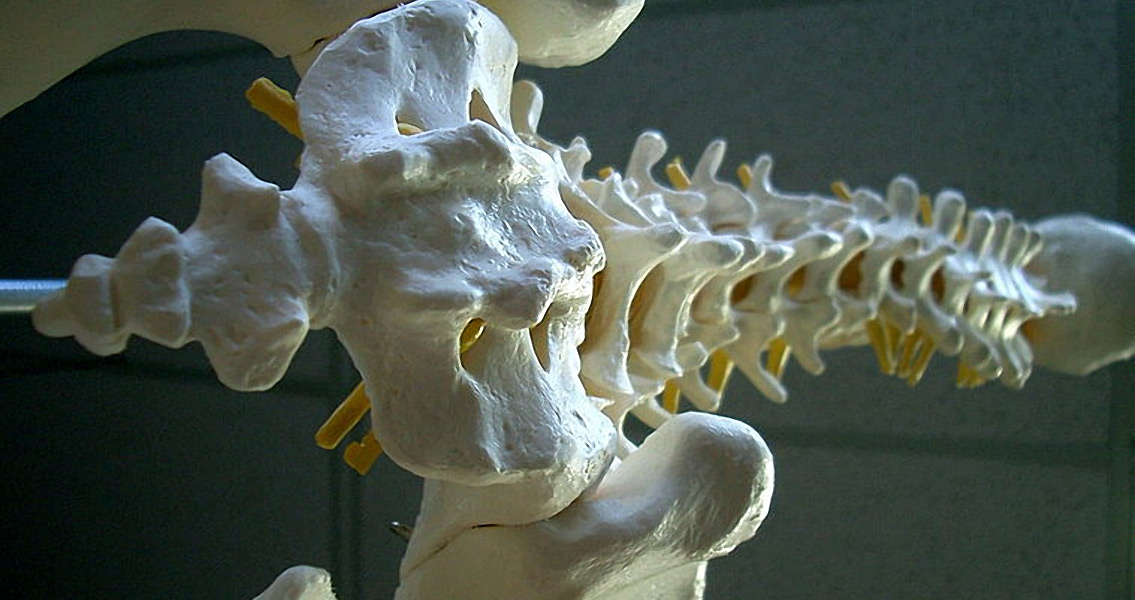 Research Links Evolution with Spinal Trouble