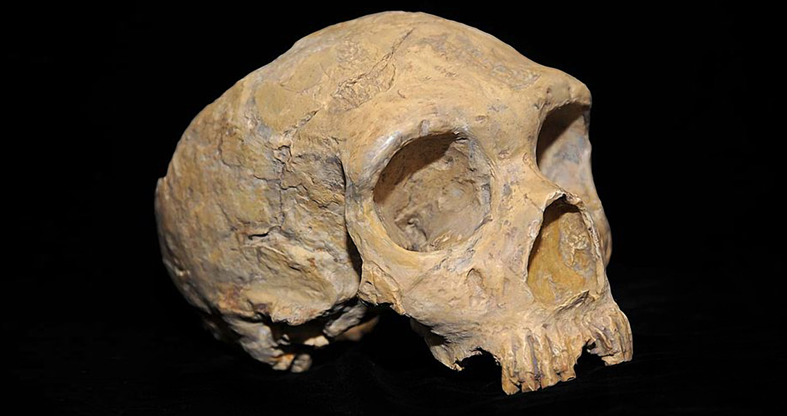 Neanderthal Skull