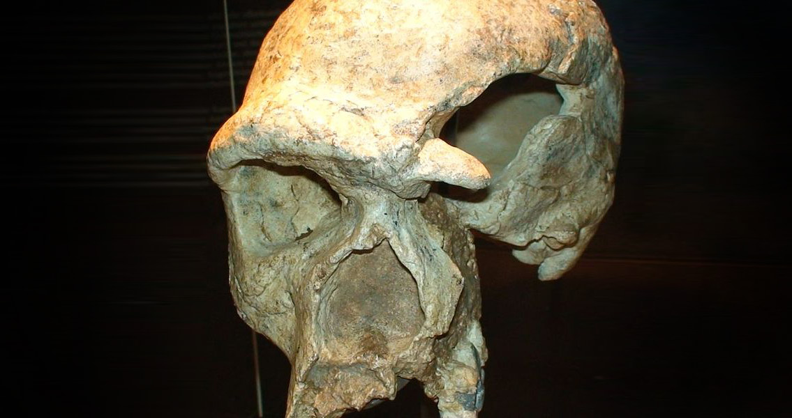 Skull of Steinheimer early human