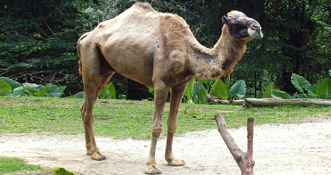 A Dromedary Camel