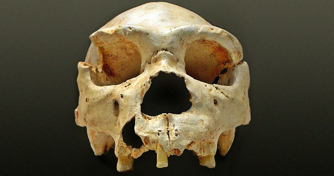 A Neanderthal skull discovered in the Sima de los Huesos cave in Spain