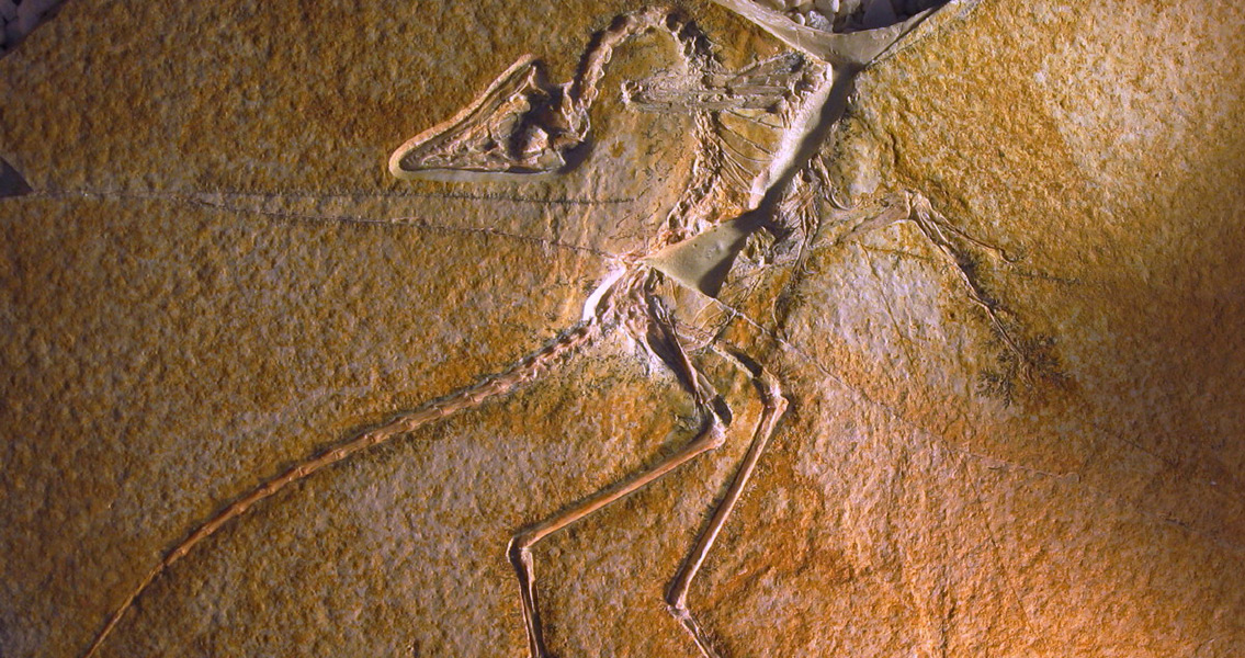 Archaeopteryx