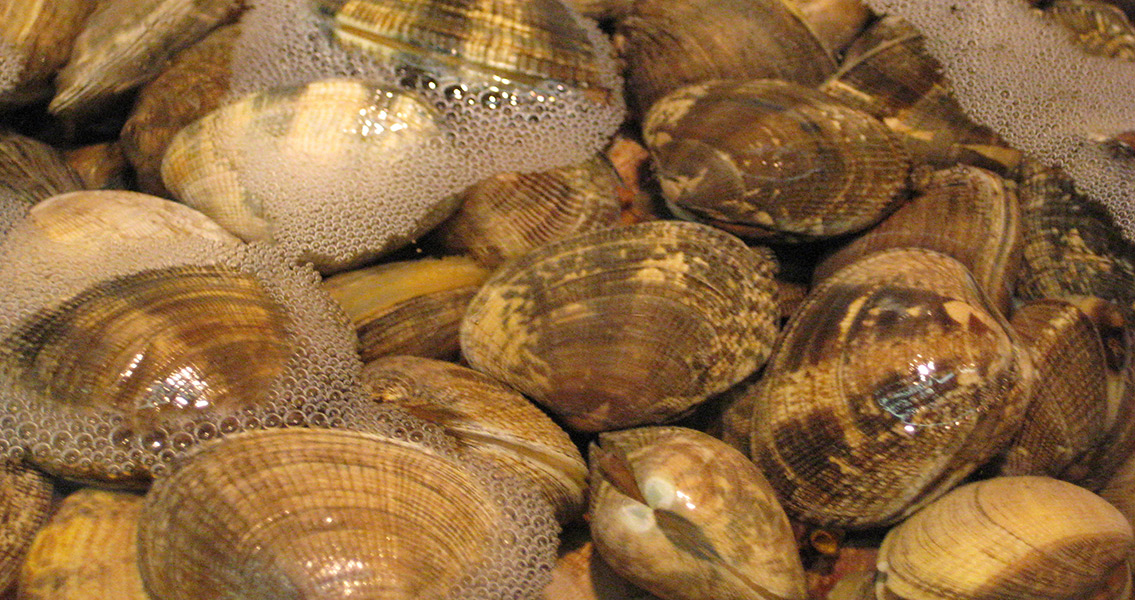Ancient Americans Cultivated Clams