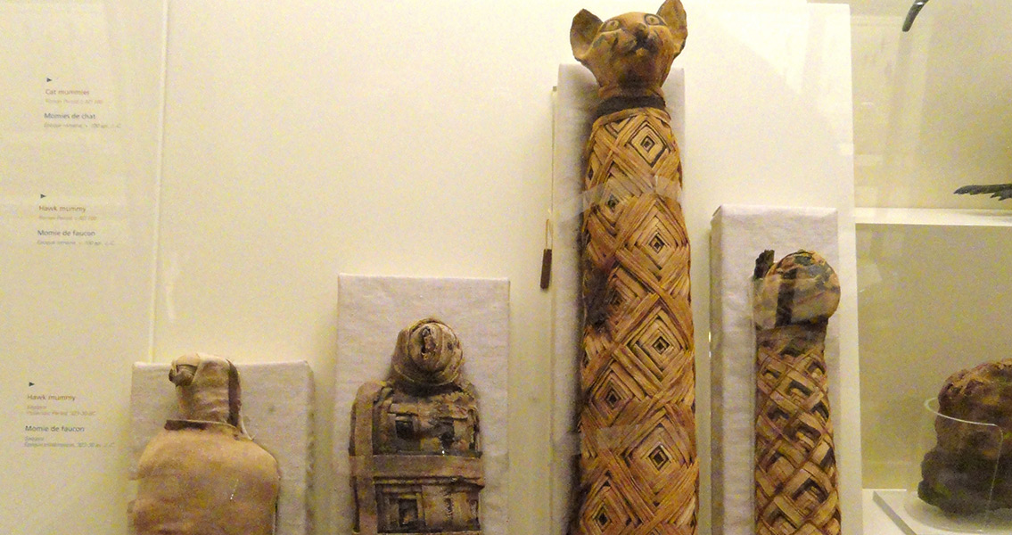 Up to a Third of Animal Mummies Don't Contain a Body