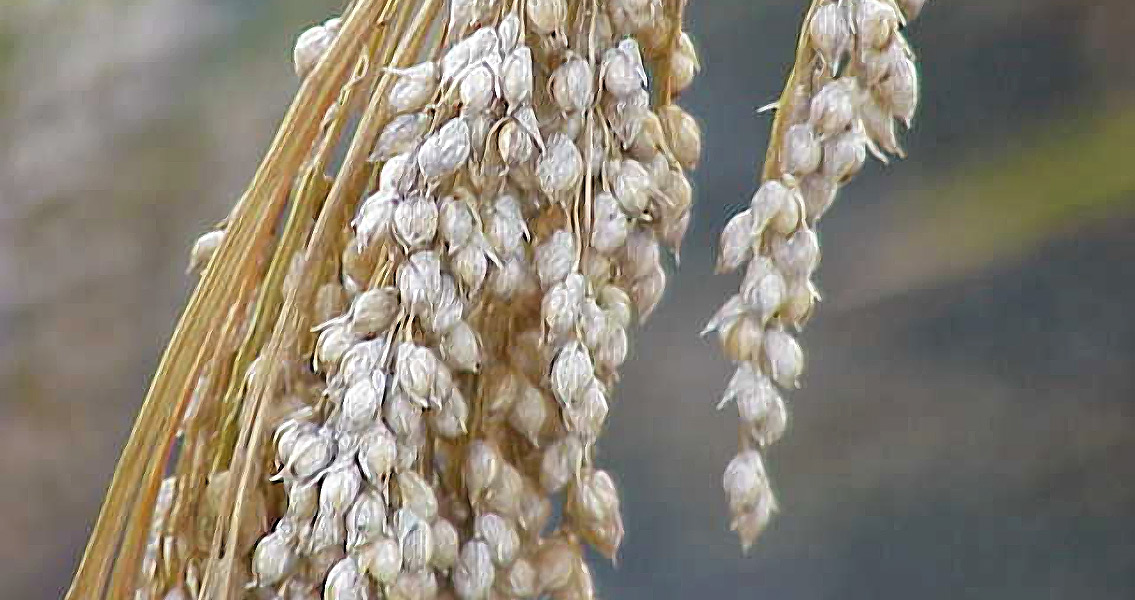 Bronze Age Kazakhstanis Were Skilled Farmers