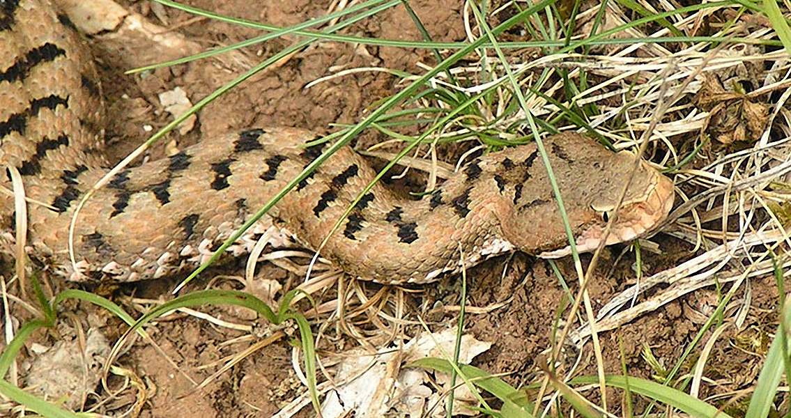 Snakes Evolved on Land, Hunted by Night