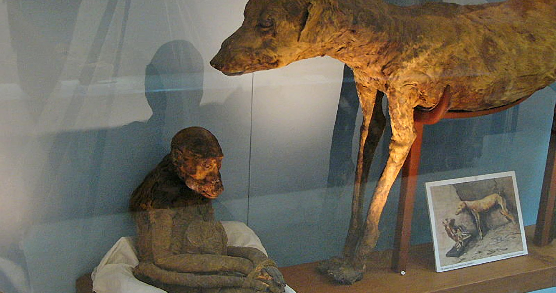 Dog and monkey mummies in the Cairo Egyptian Museum