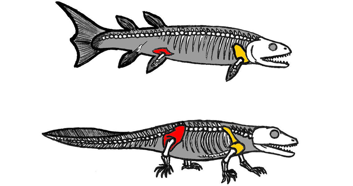 Early Tetrapod Illustration