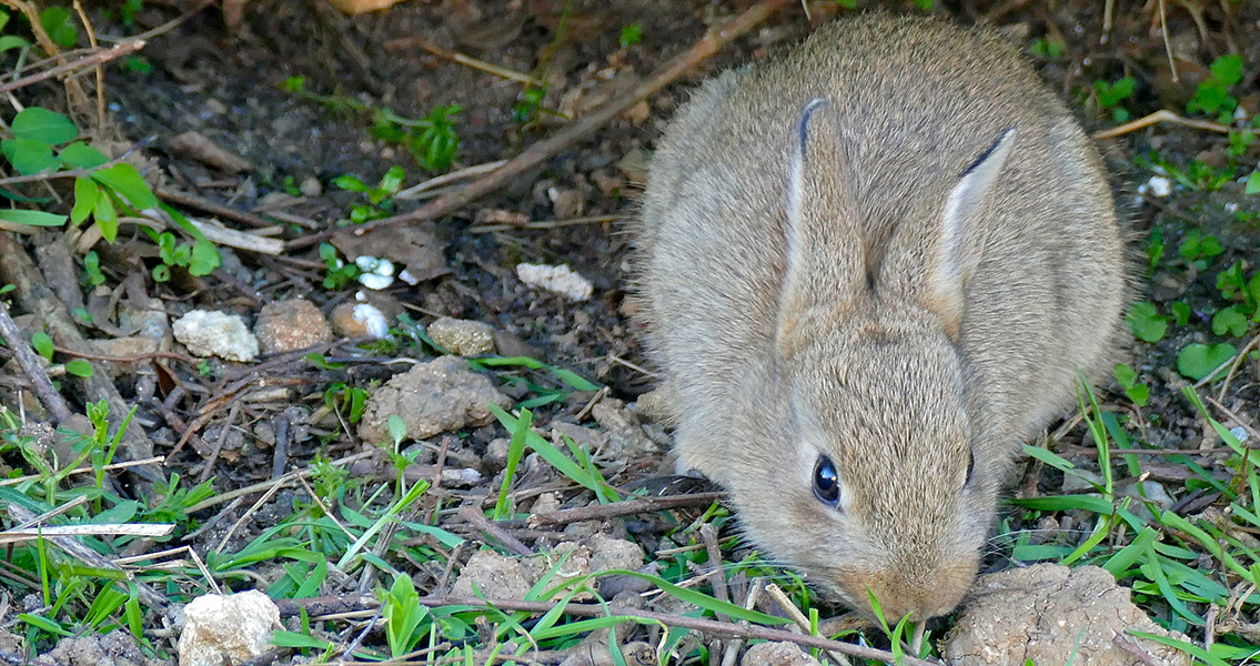 European Rabbit