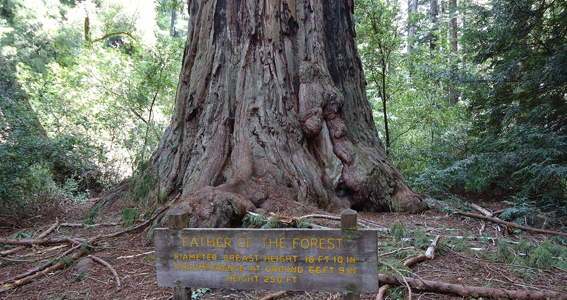 Tallest Tree in Muir Woods Not as Old as Originally Thought