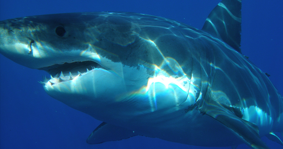 Great White Shark, Isla Guadalupe, Mexico (2)