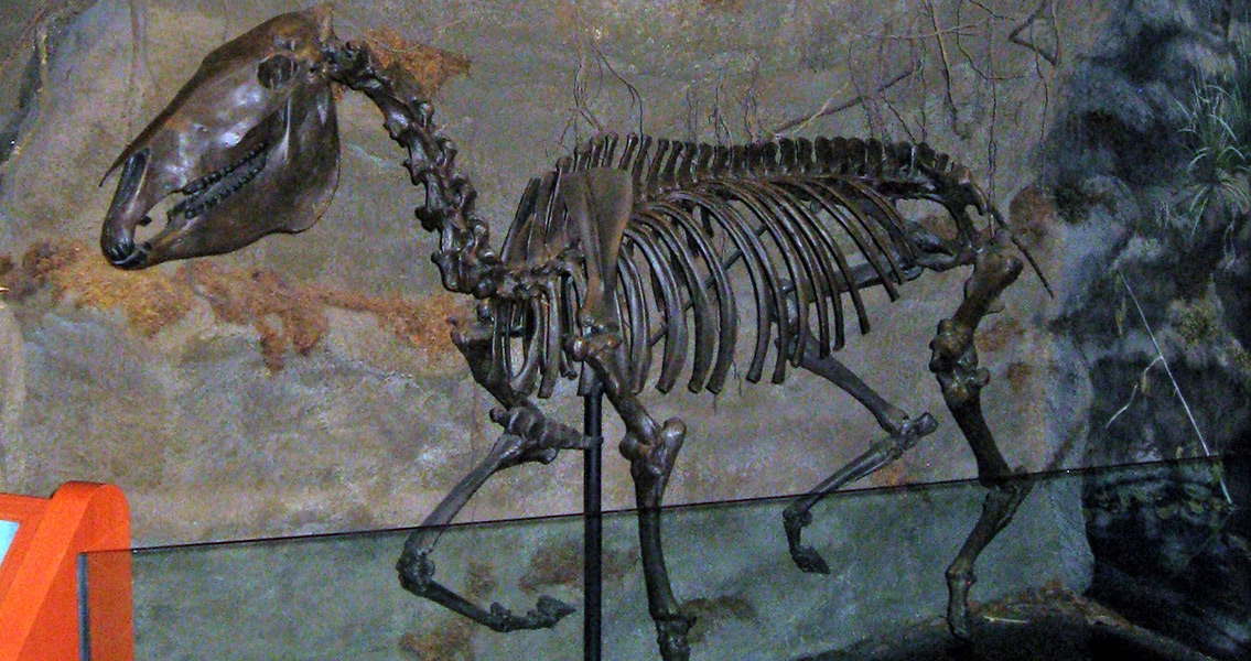 Colonial-era Horse Skeleton Found in St. Augustine