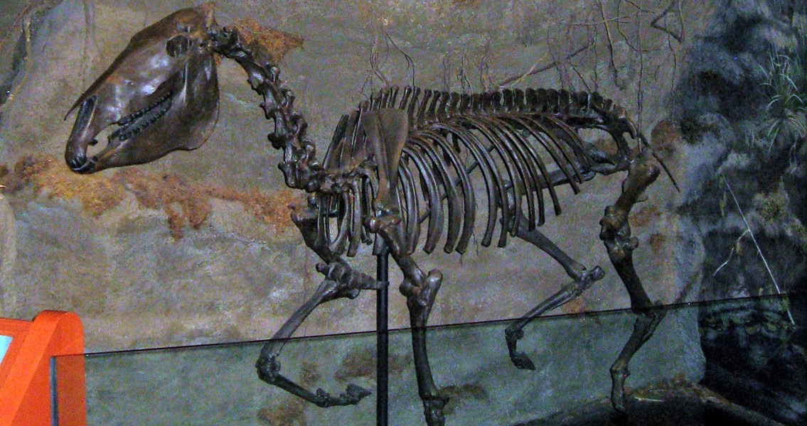 Horse Skeleton in South Florida Museum