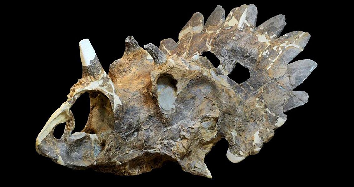 New Horned Dinosaur Usurps Triceratops Throne