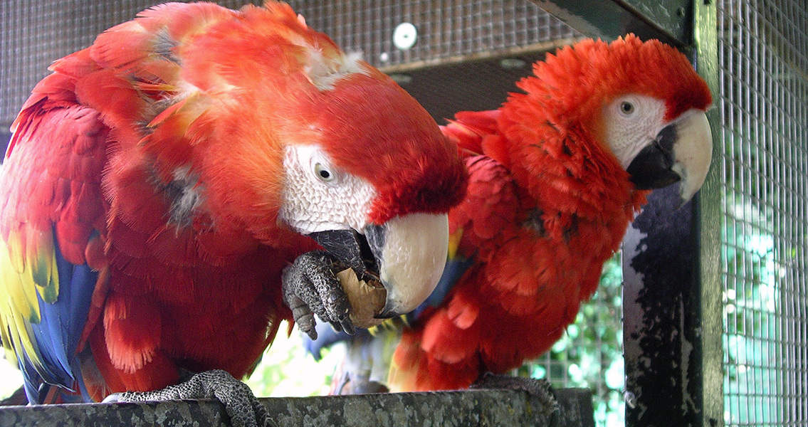 Scarlet Macaws