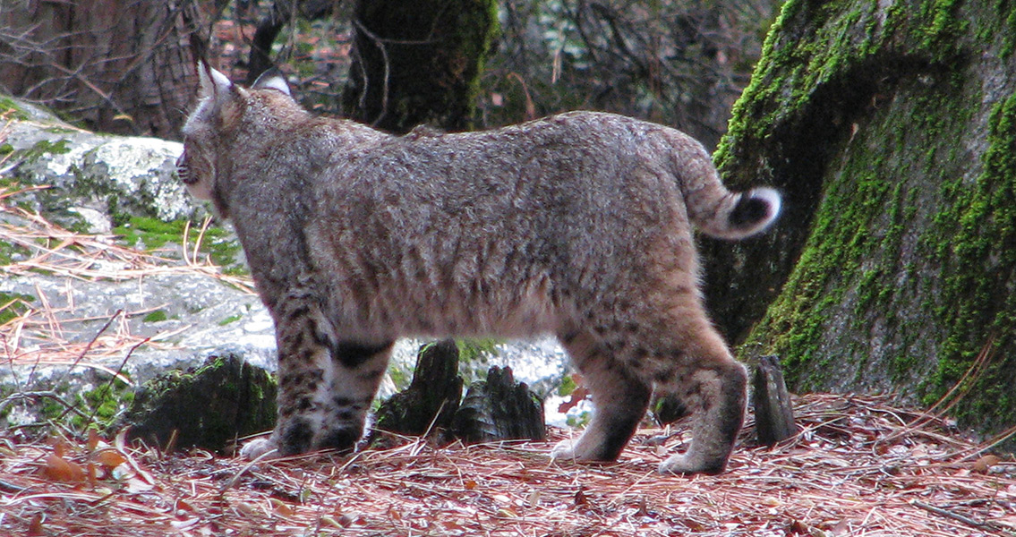 Ancient Bobcat Skeleton Found Buried with Humans