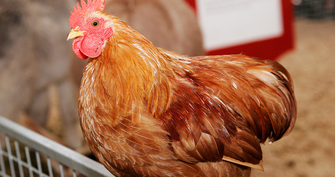 Researchers Pinpoint When Chickens Became Food