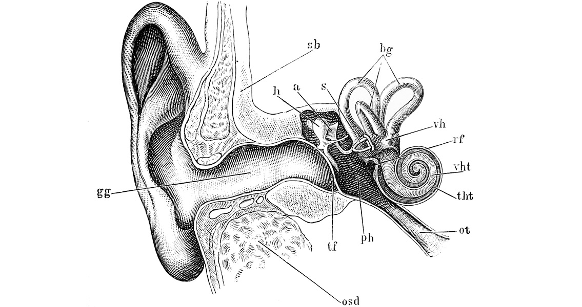 Evolution of Early Mammal Ancestor’s Ear Bone Revealed