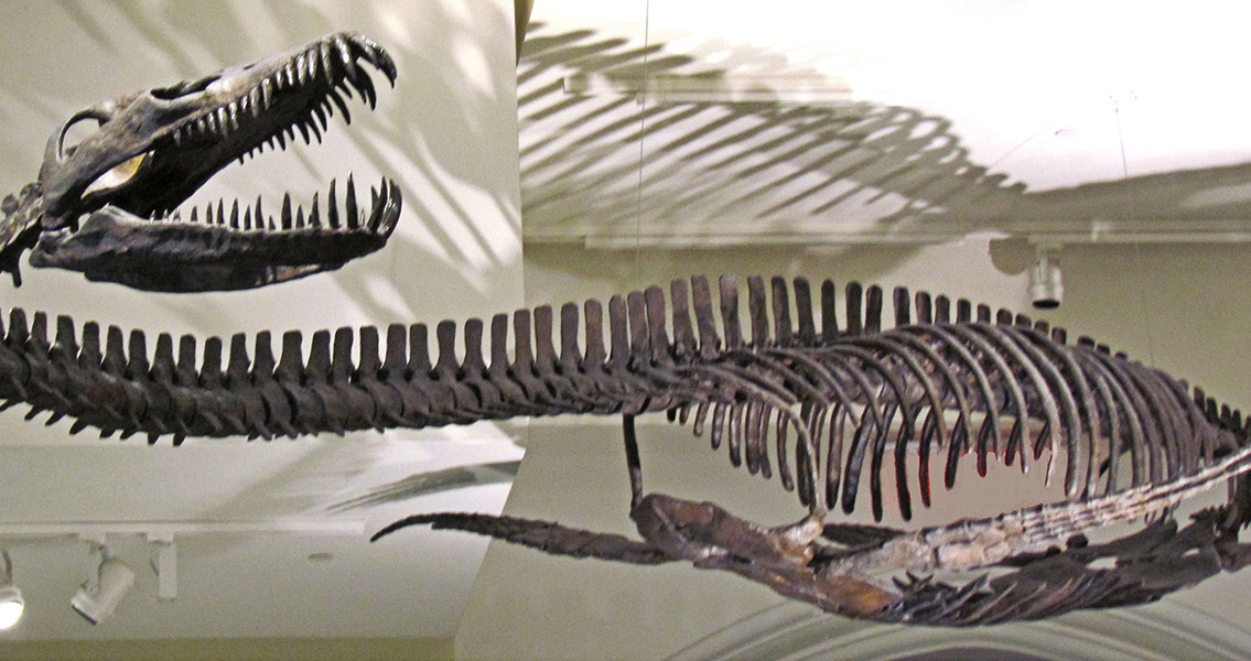 Elasmosaur, Canadian Museum of Nature