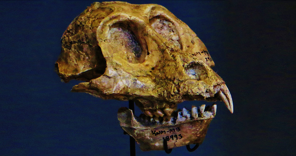 Fossil of Victoriapithecus Skull