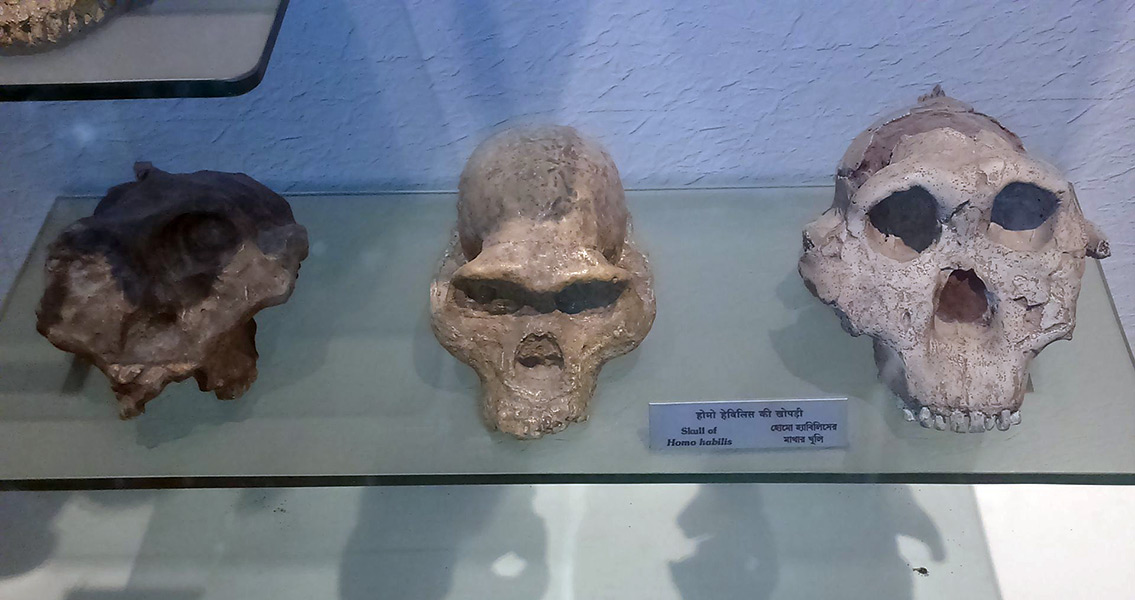 Homo habilis skulls