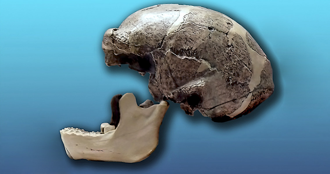 Sinathropus pekinensis, the Peking Man