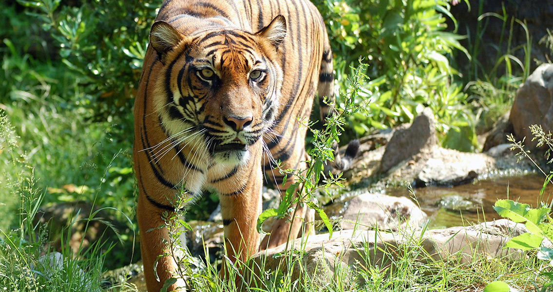 Tiger Hunting Strategy As Old As Tigers Themselves