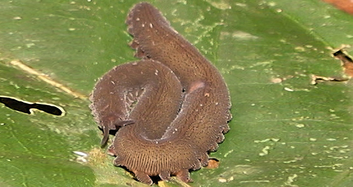 Velvet Worm