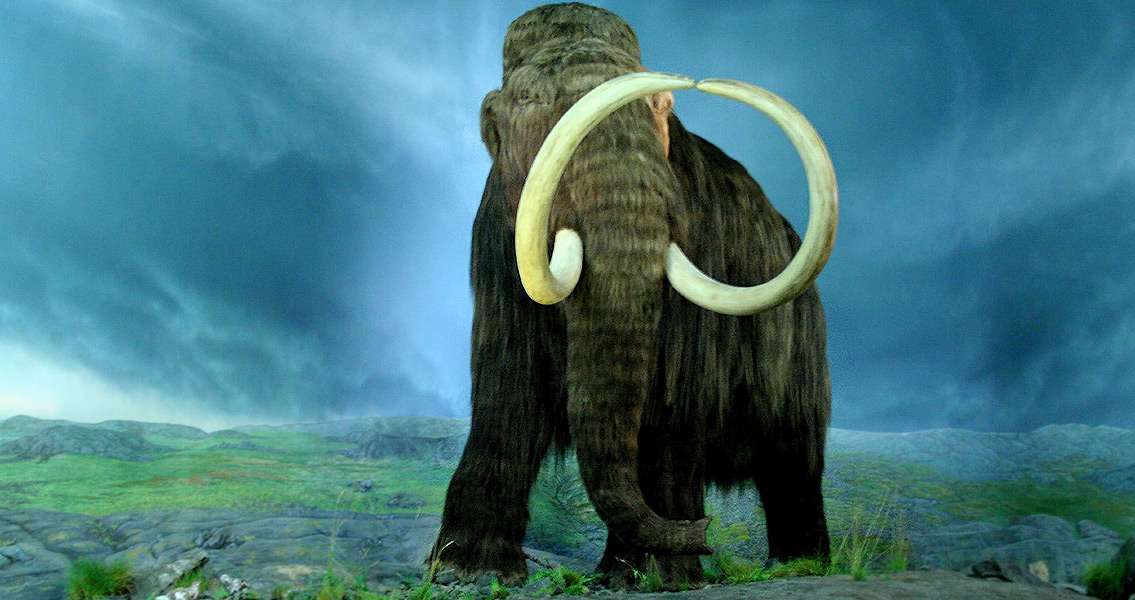 The Wooly Mammoth at the Royal BC Museum, Victoria, British Colombia
