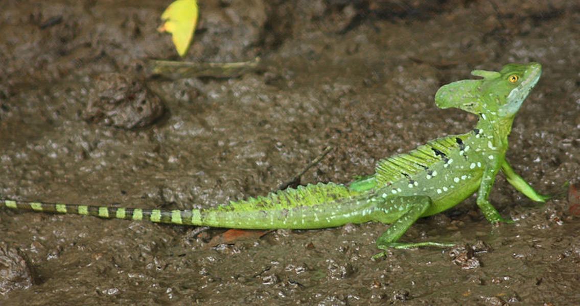 male green basilisk