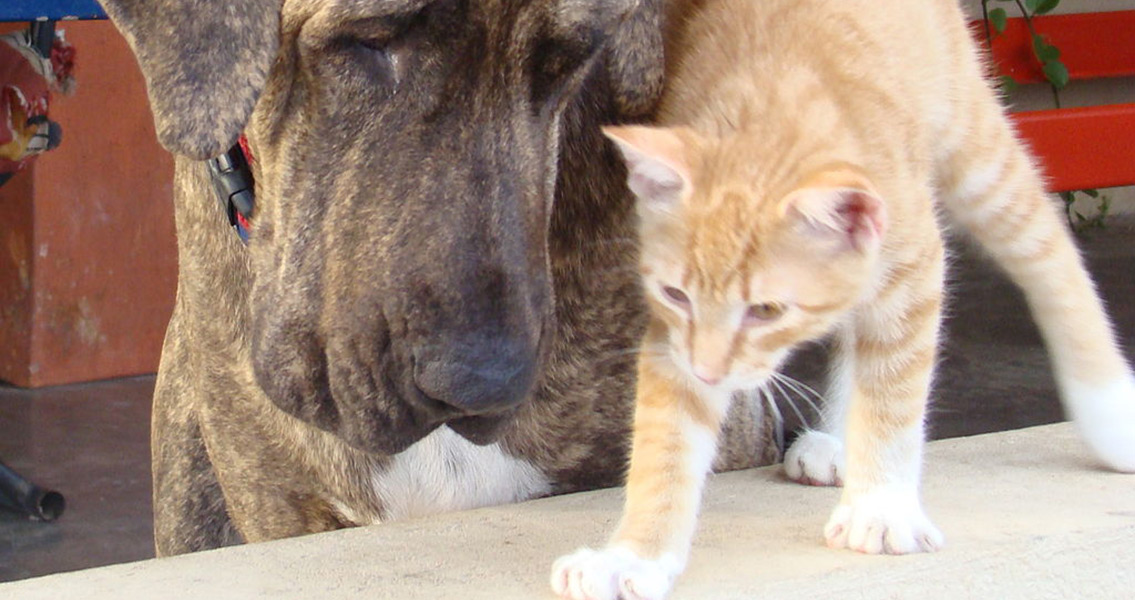 Cats Brought Extinction to Dog Species in North America