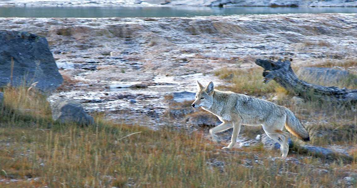 Coyote Yellowstone National Park