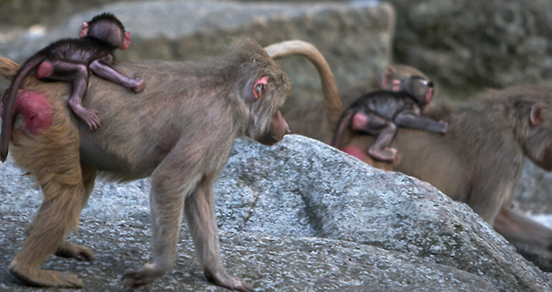 Female Baboons with their younglings