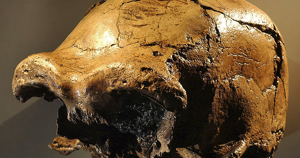 Homo erectus skull (3)