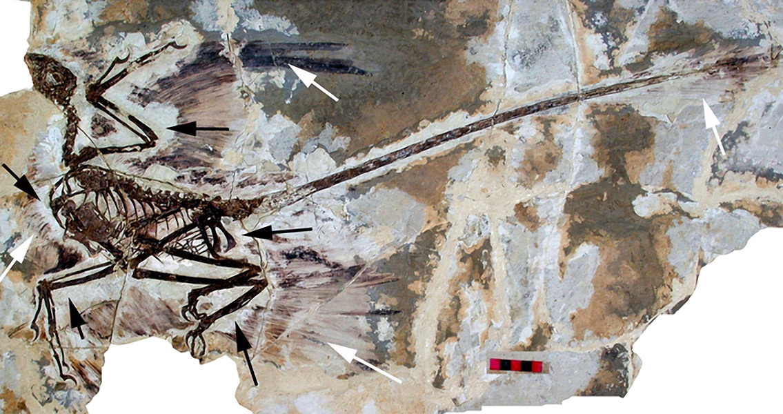 Largest Feathered Dinosaur Found in China