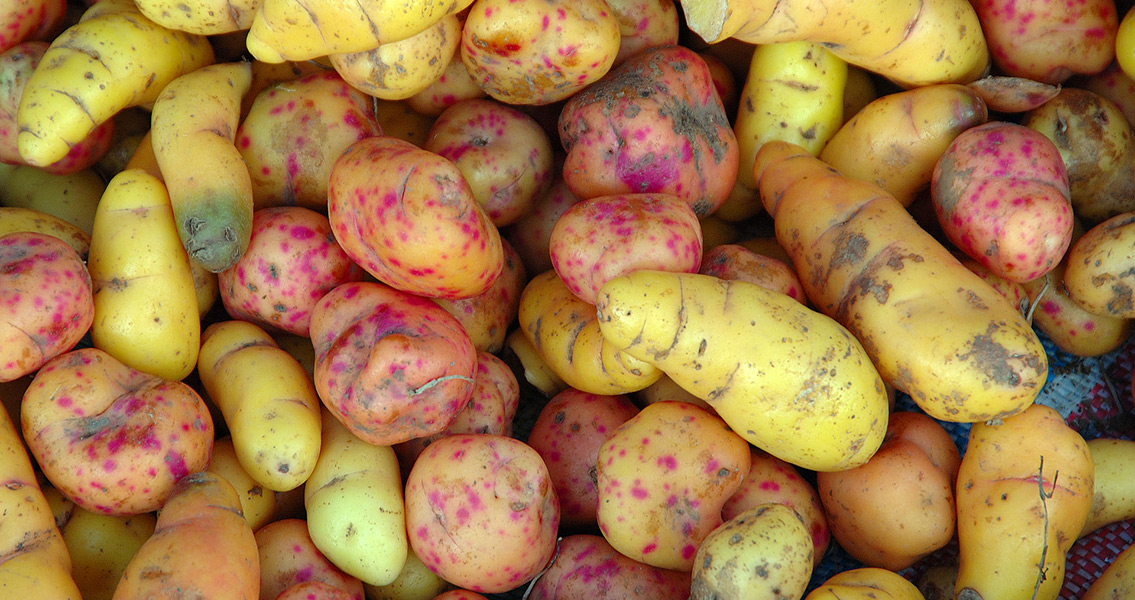 Oxalis tuberosa