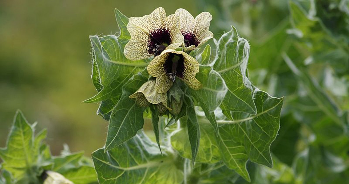 First Evidence of Henbane Medicinal Use Unearthed in Turkey
