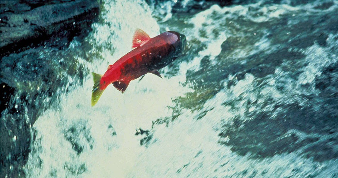 Alaska Salmon jumping out of water