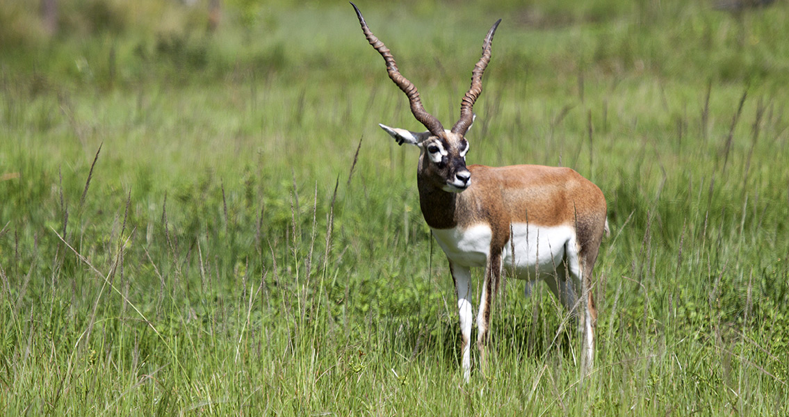 Blackbuck Antelope