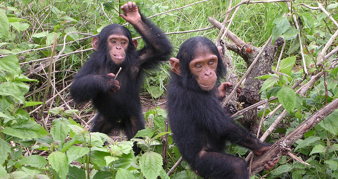 Chimpanzees