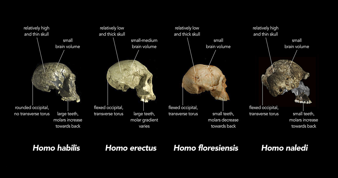 Grass-Based Foods in Hominin Diet Earlier Than Thought