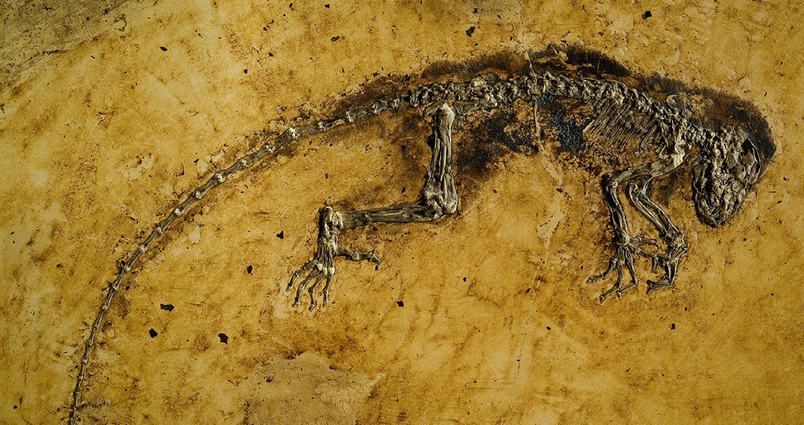 micropachycephalosaurus fossil