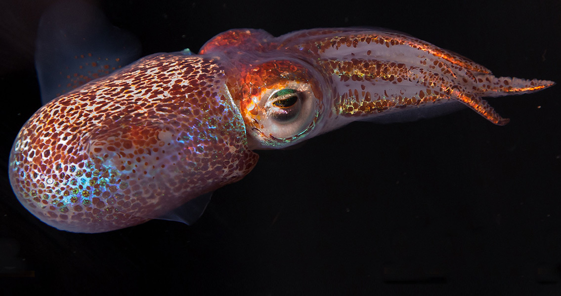 Hawaiian Bobtail Squid (2)