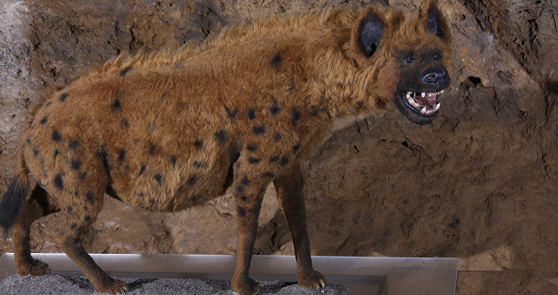 Competition from Hyenas Limited Humans’ Spread in Europe
