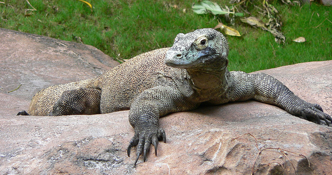 Humans and Giant Lizards Co-Existed in Australia