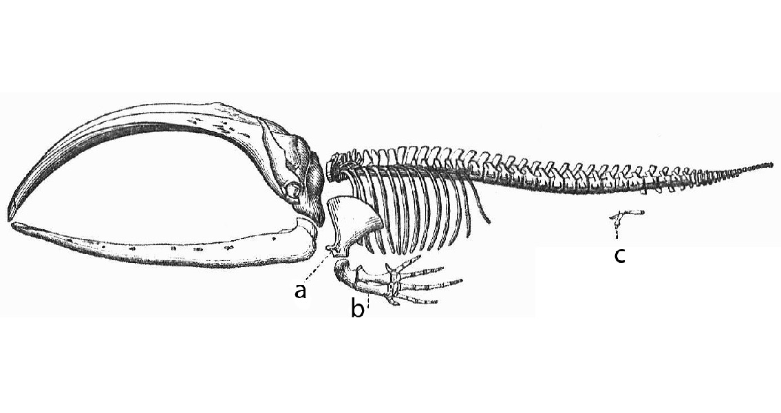 Whale Skeleton