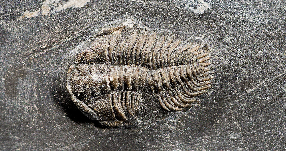 ancient mollusc fossil (2)